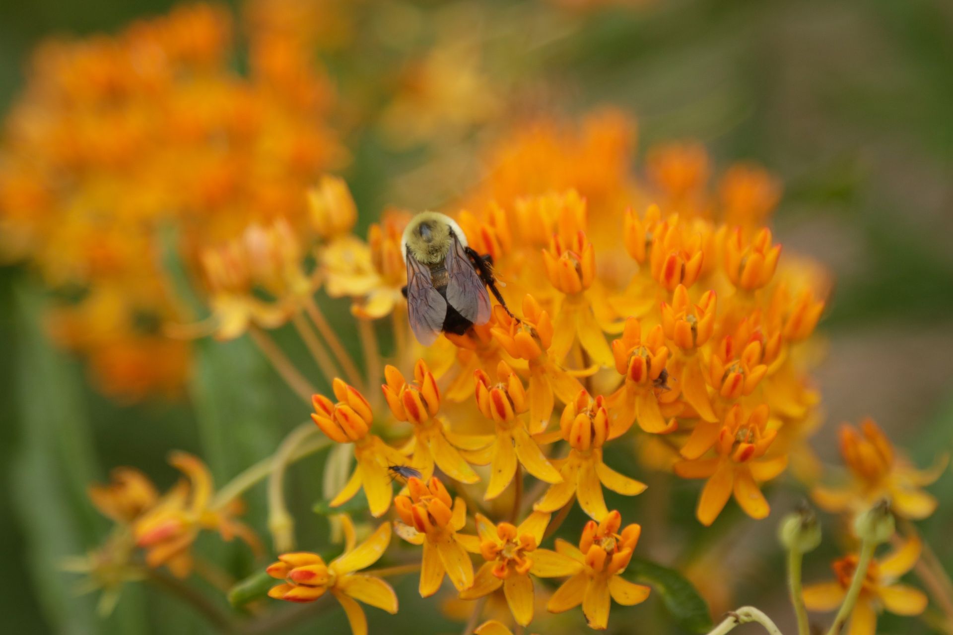 What's On Your Milkweed?