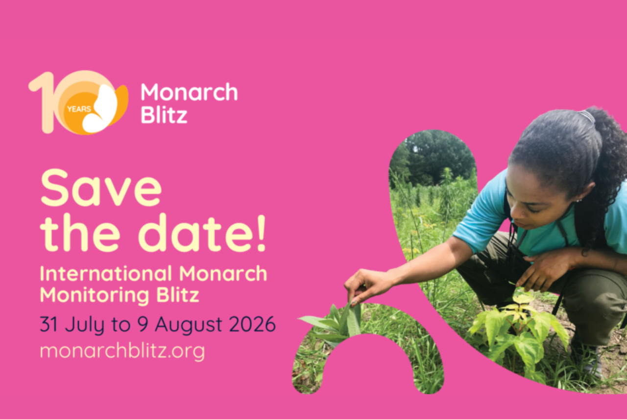 Monarch Blitz