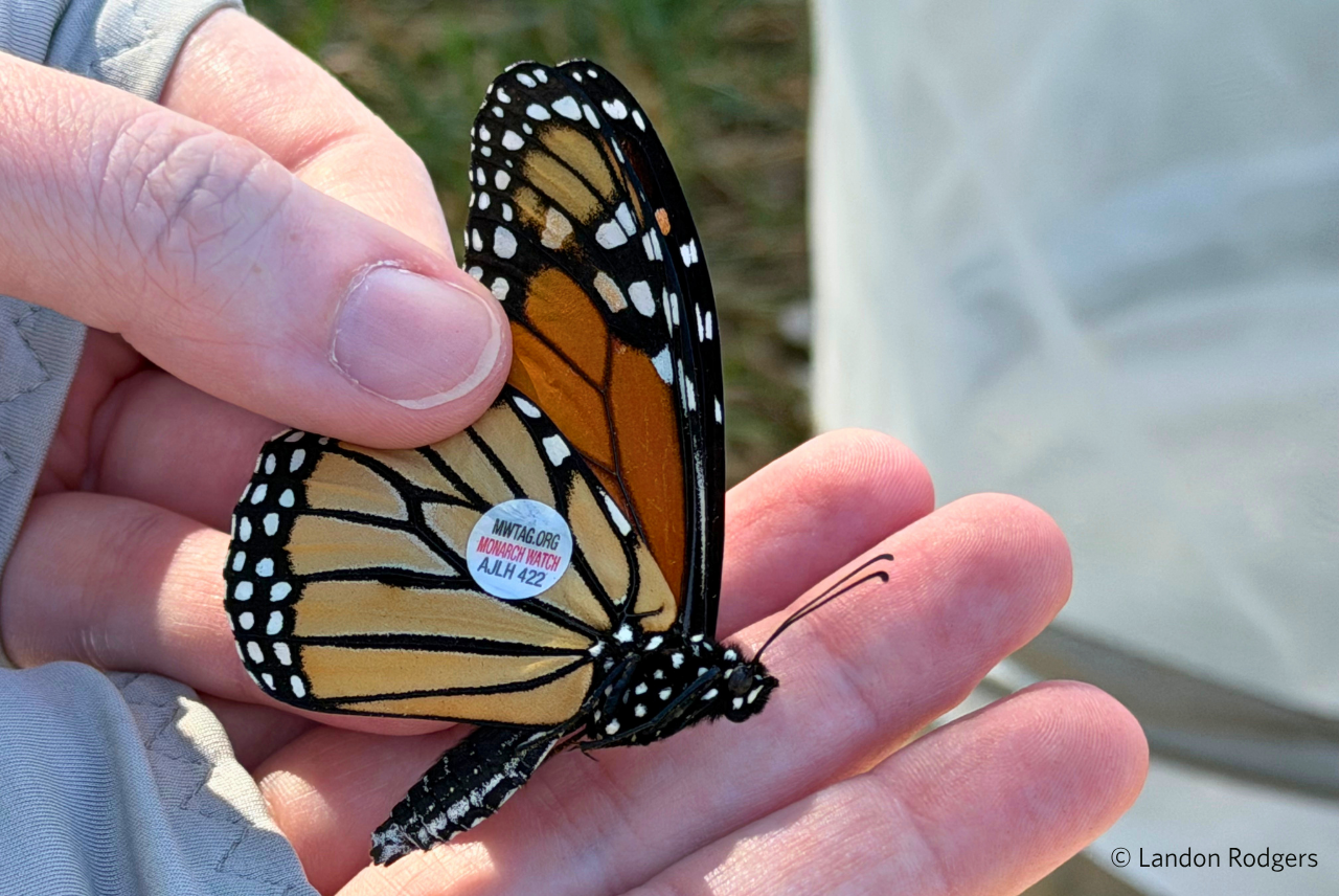 Monarch Tagging