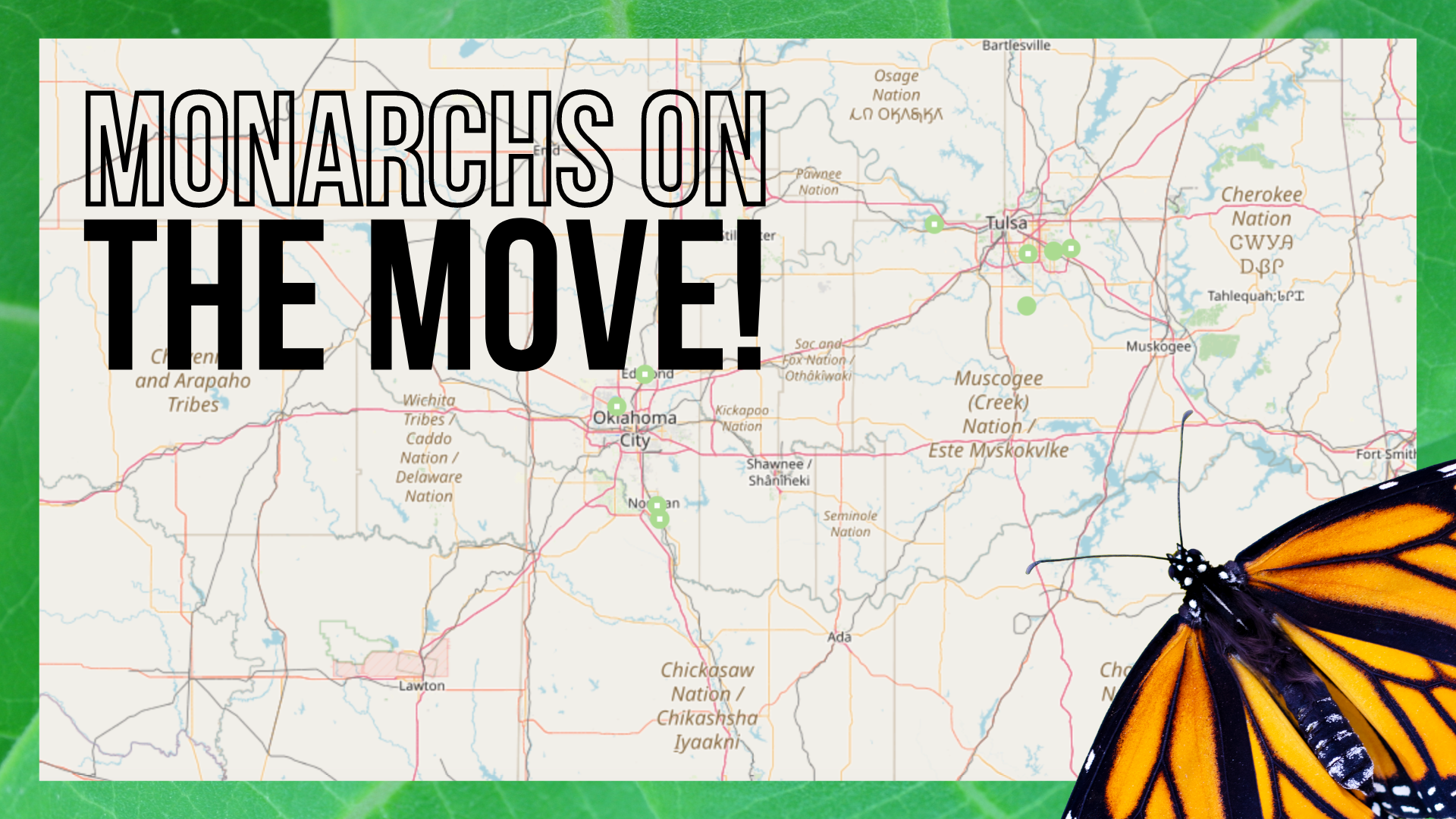 Monarchs are on the move