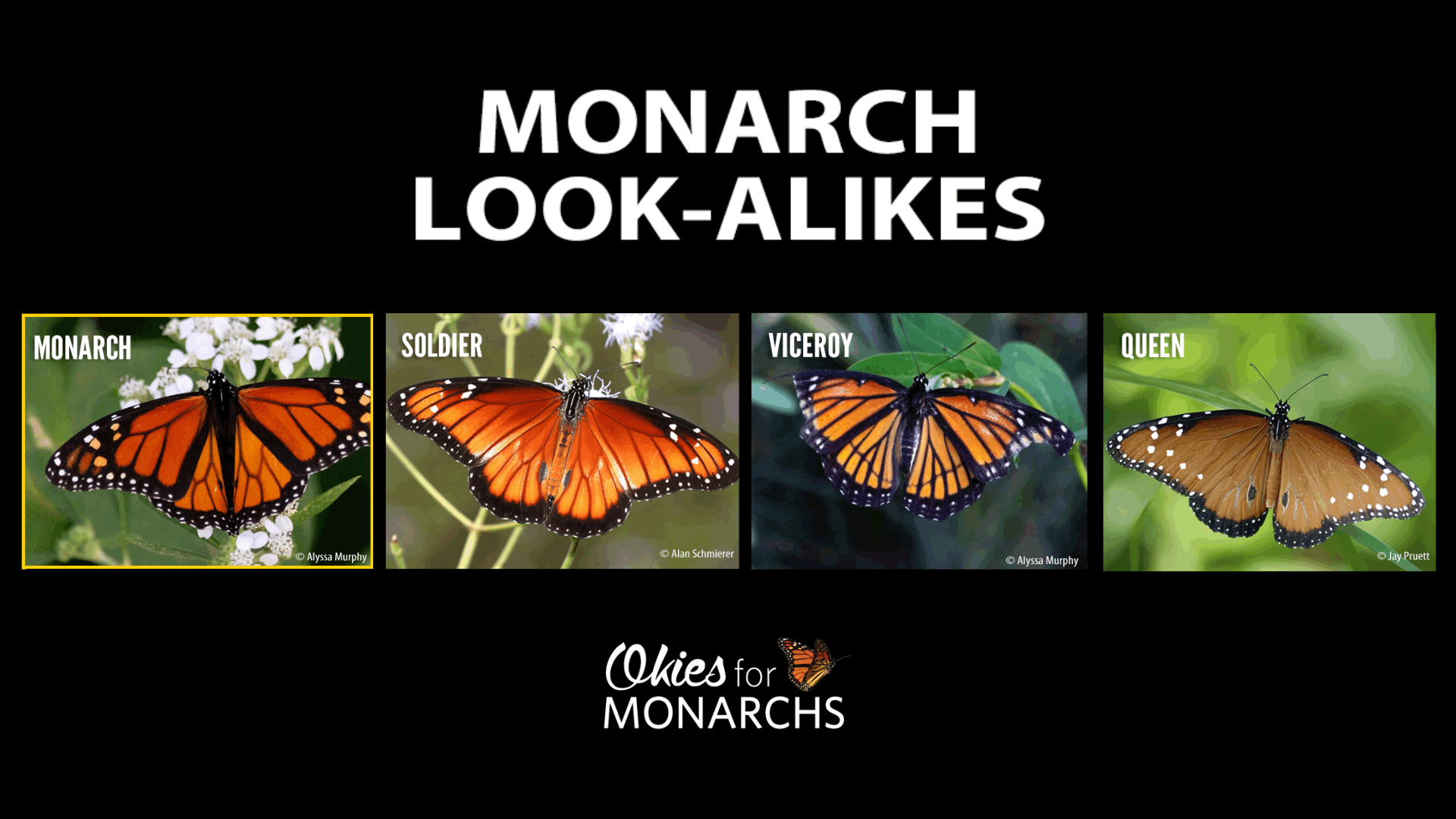 Monarch look-alikes