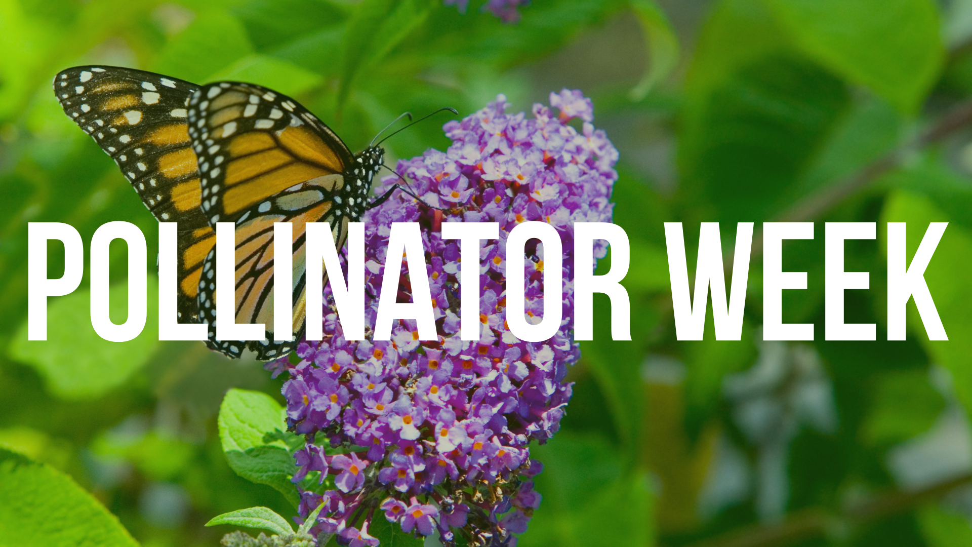 Pollinator Week