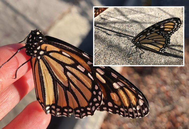 Headless Monarch