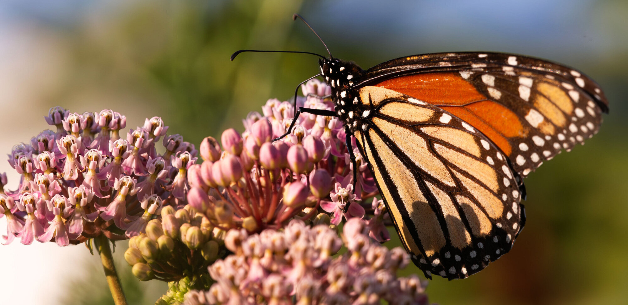 Monarch butterfly on milkweed - by KJBOutdoors