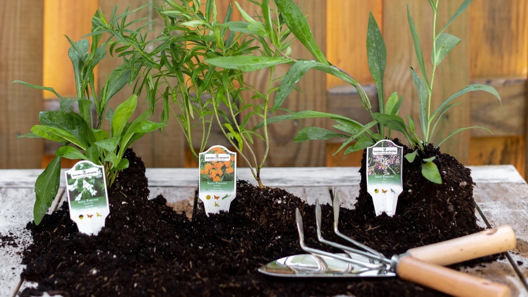 Gardening tools and plants
