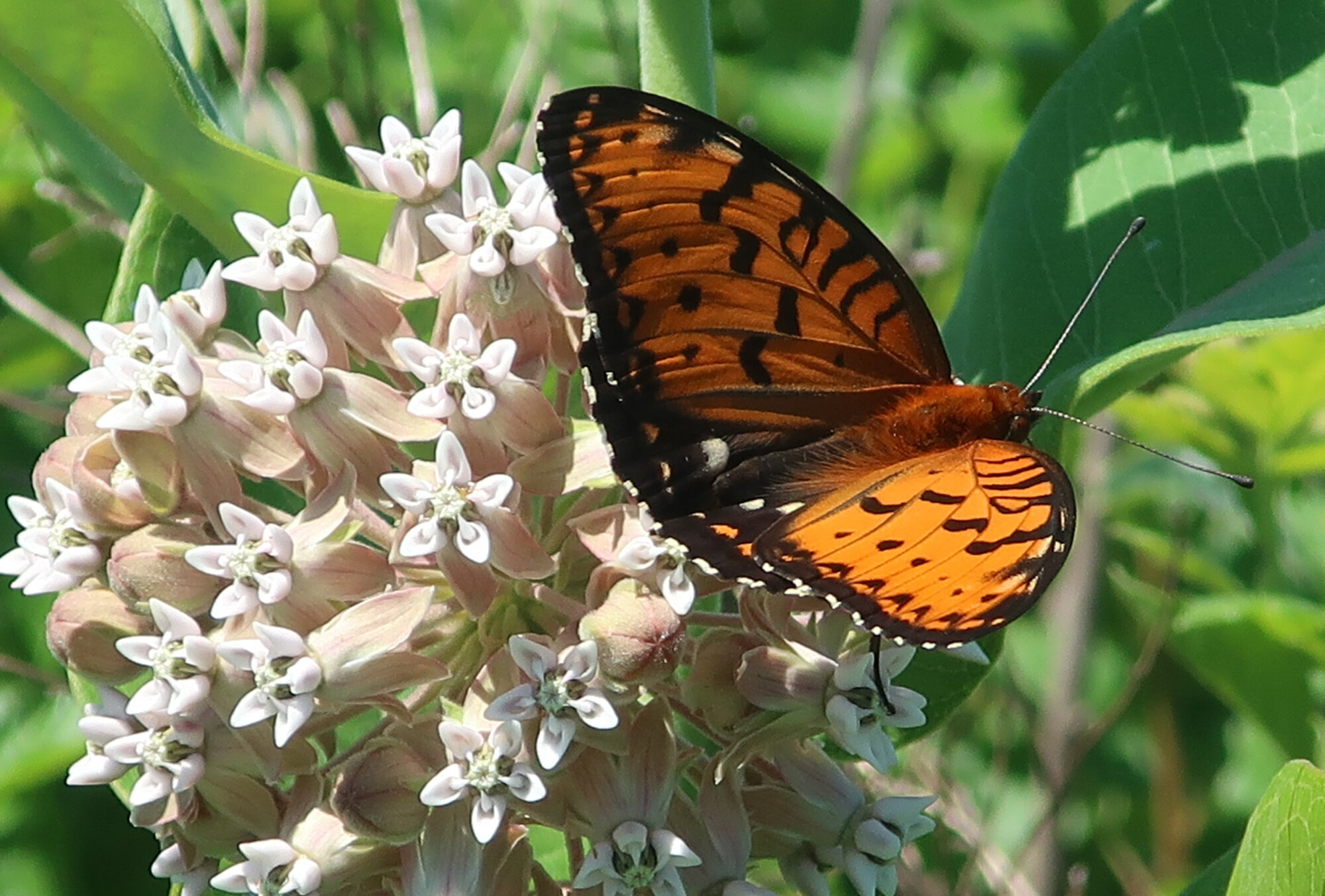 Regal fritillary butterfly on common milkweed by Jill Haukos/Konza Prairie Biological Station.