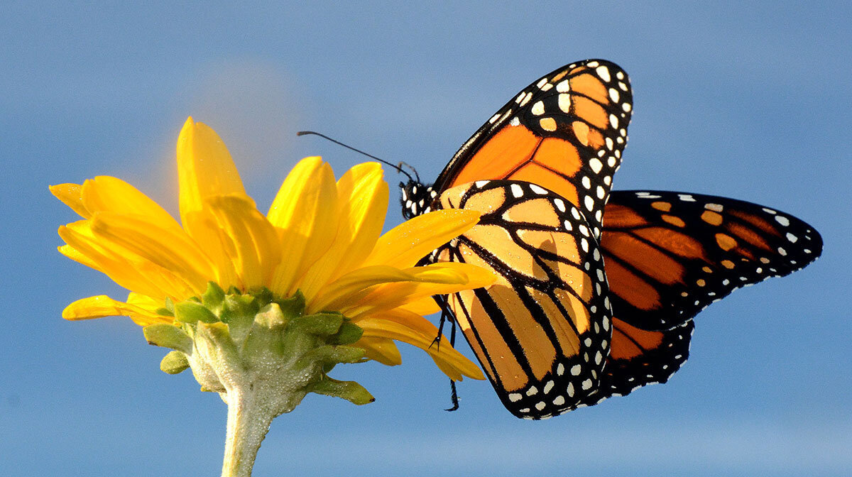 Summer Lovin' Monarchs in September