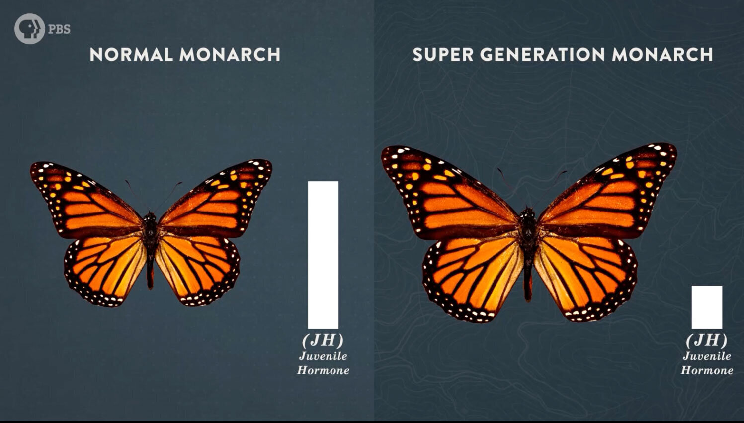 Normal vs Super Monarch size