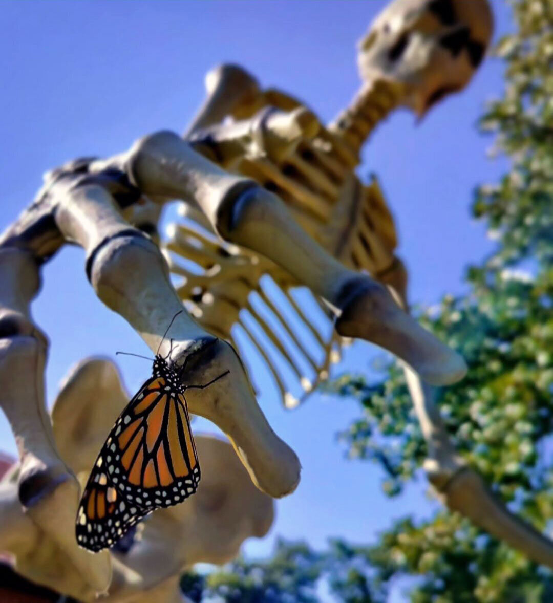 Monarch on giant skeleton in Choctaw, OK. Photo by Jim Buys.