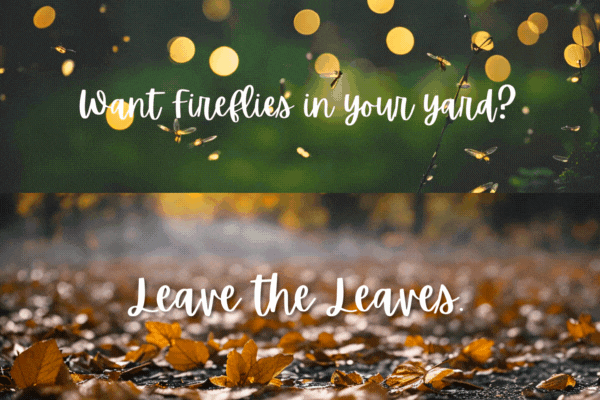 Want fireflies? Leave the Leaves!