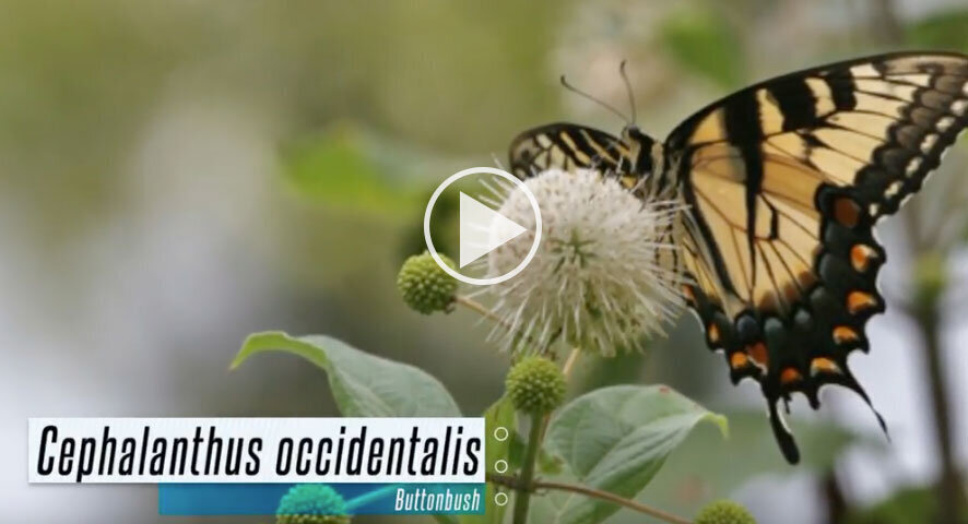 Fall bloomers for pollinators
