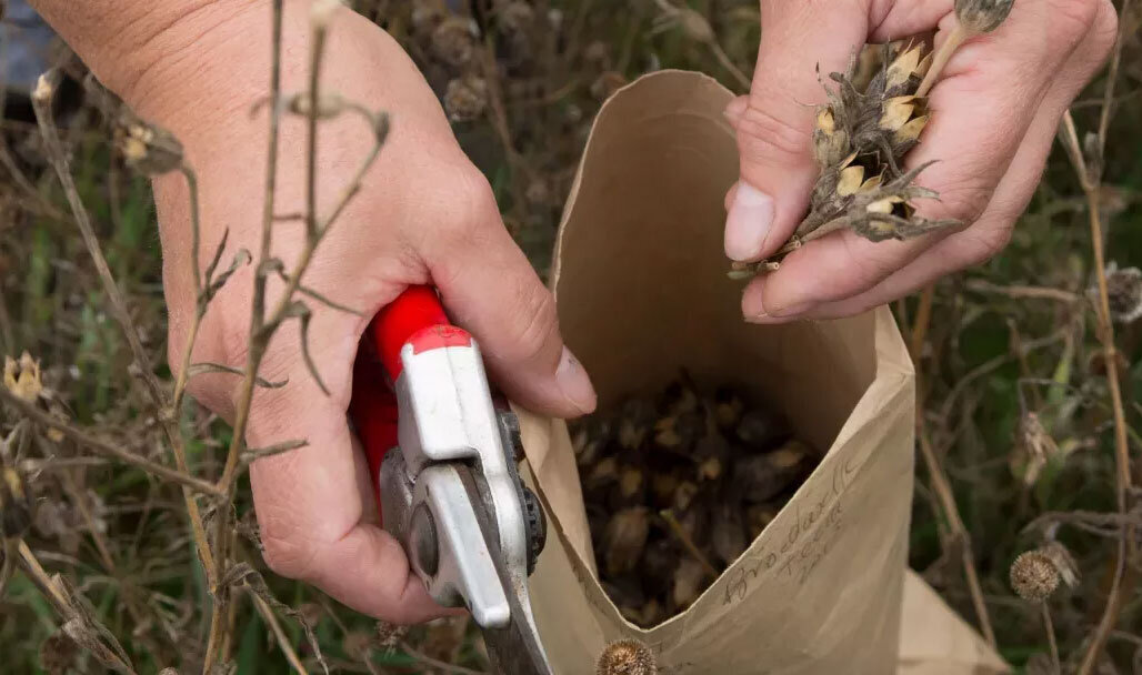 Seed collecting