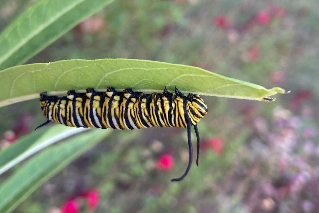 Monarch Caterpillar by Julie Summers