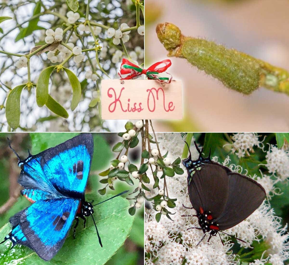 Great Purple Hairstreak
