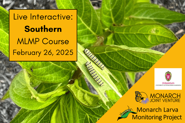 Monarch Larva Monitoring Project