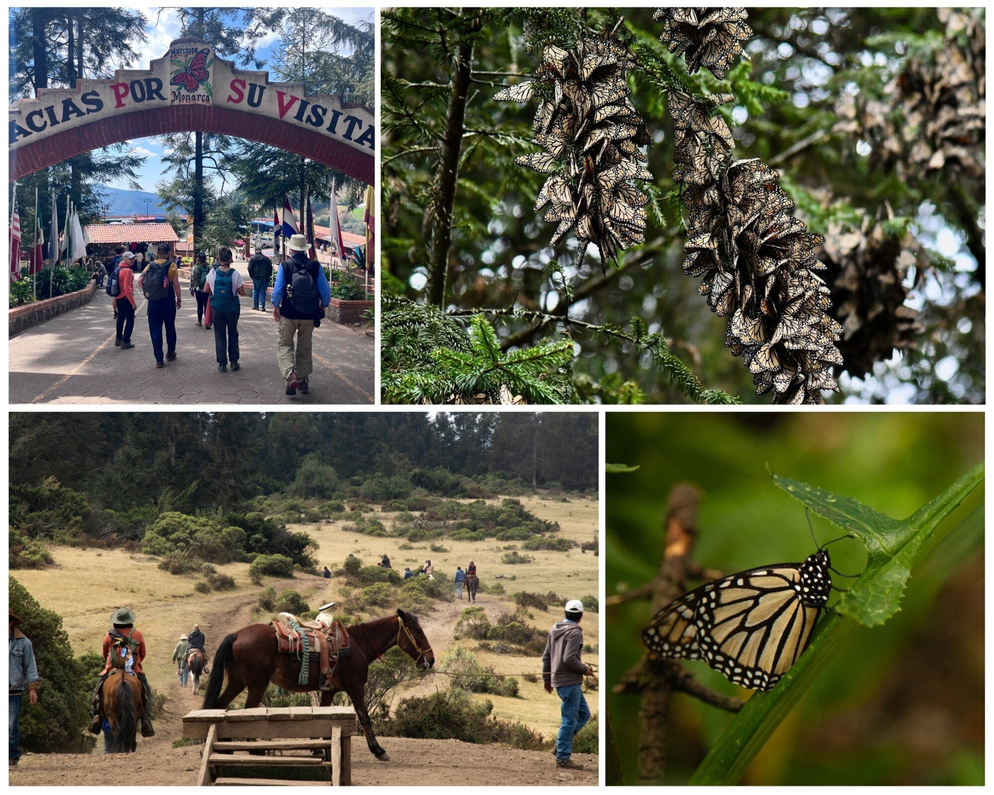 Monarch Butterfly Biosphere Reserve