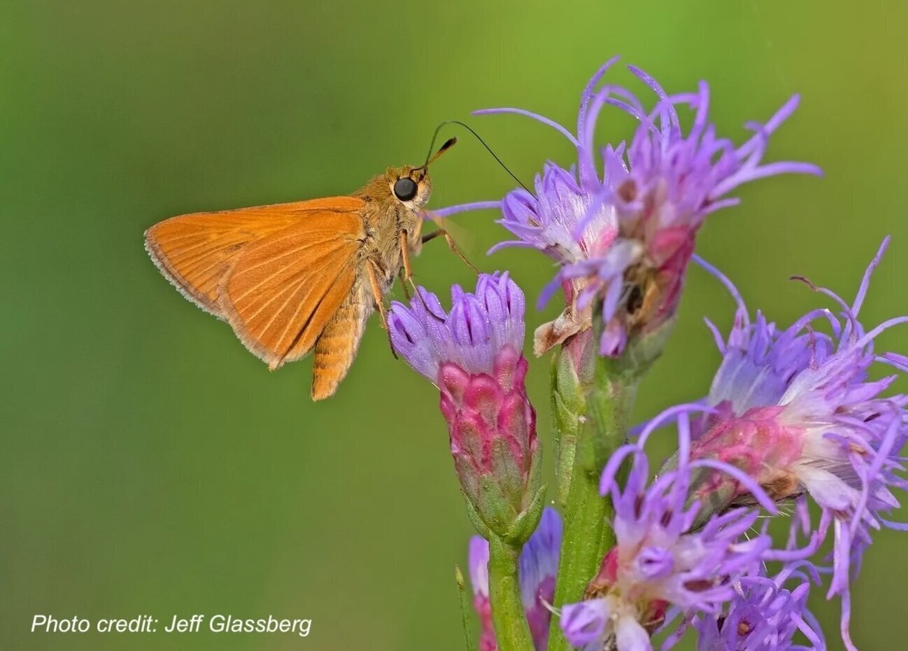 Where Have All The Butterflies Gone?