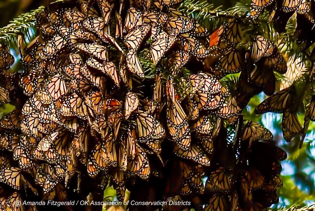 Butterflies Roosting at the Monarch Butterfly Biosphere Reserve in Mexico