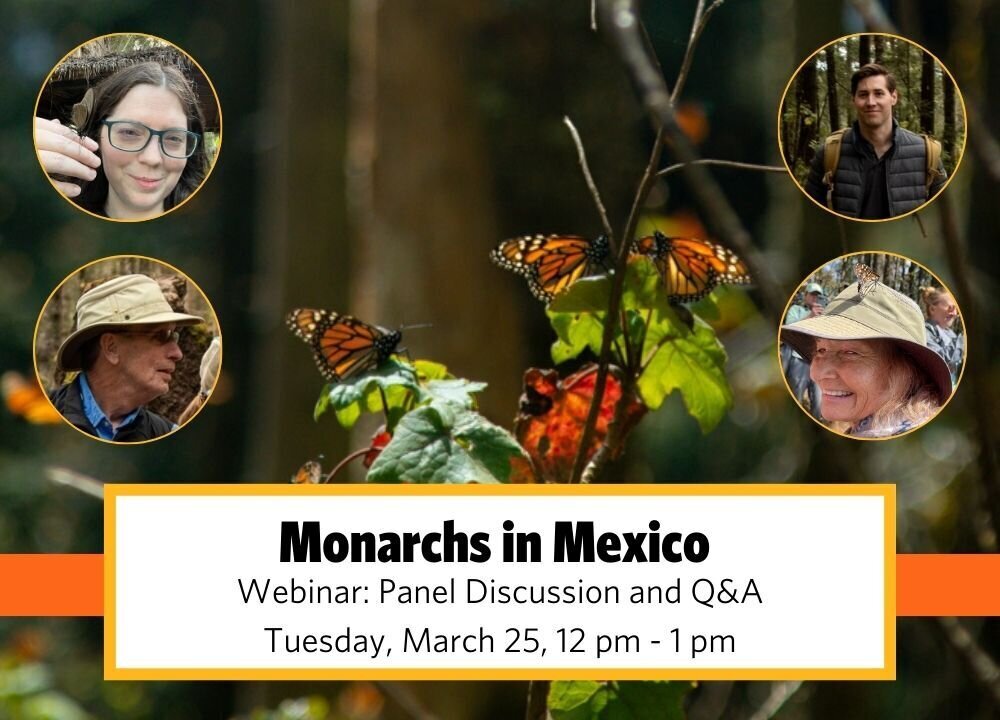 Monarchs in Mexico Webinar 