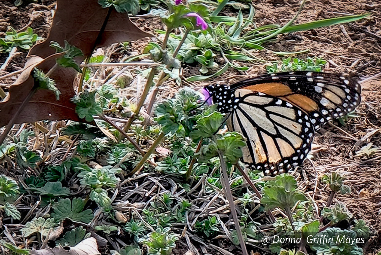 Monarchs Arriving Spring 2025!