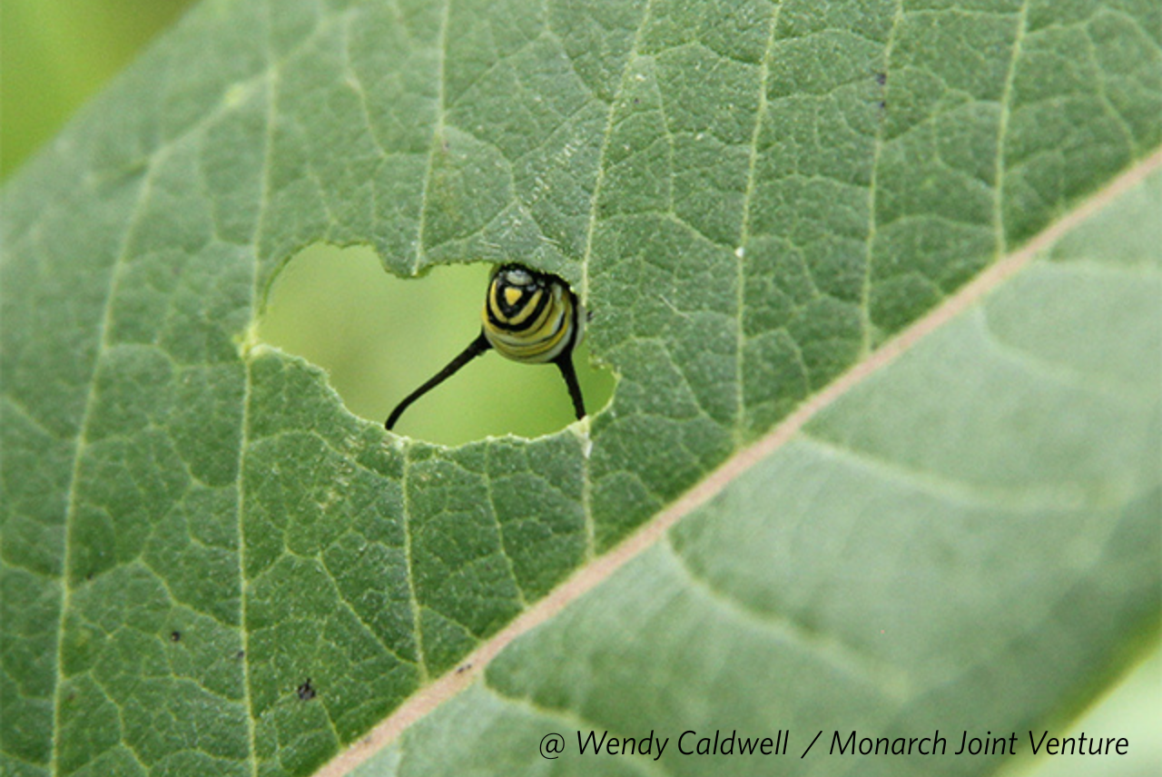 Leave the Caterpillars in Nature