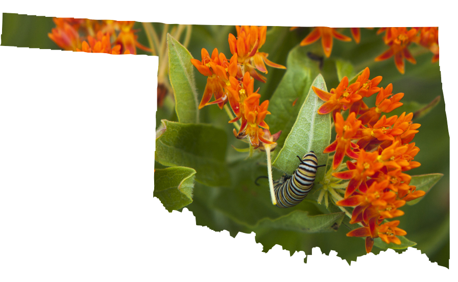 Butterfly Host Plant Guide