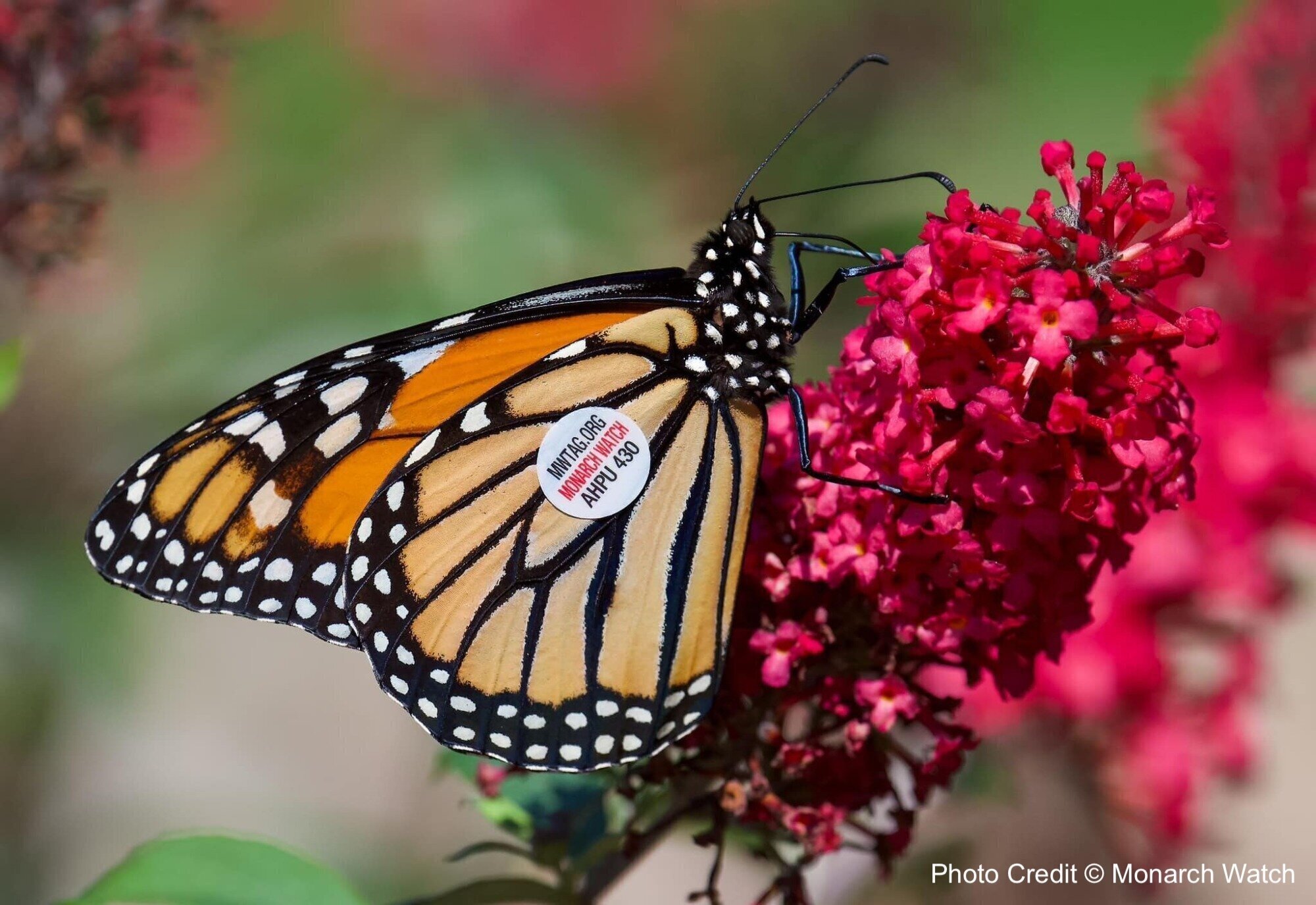 Monarch Watch Tagging Kits