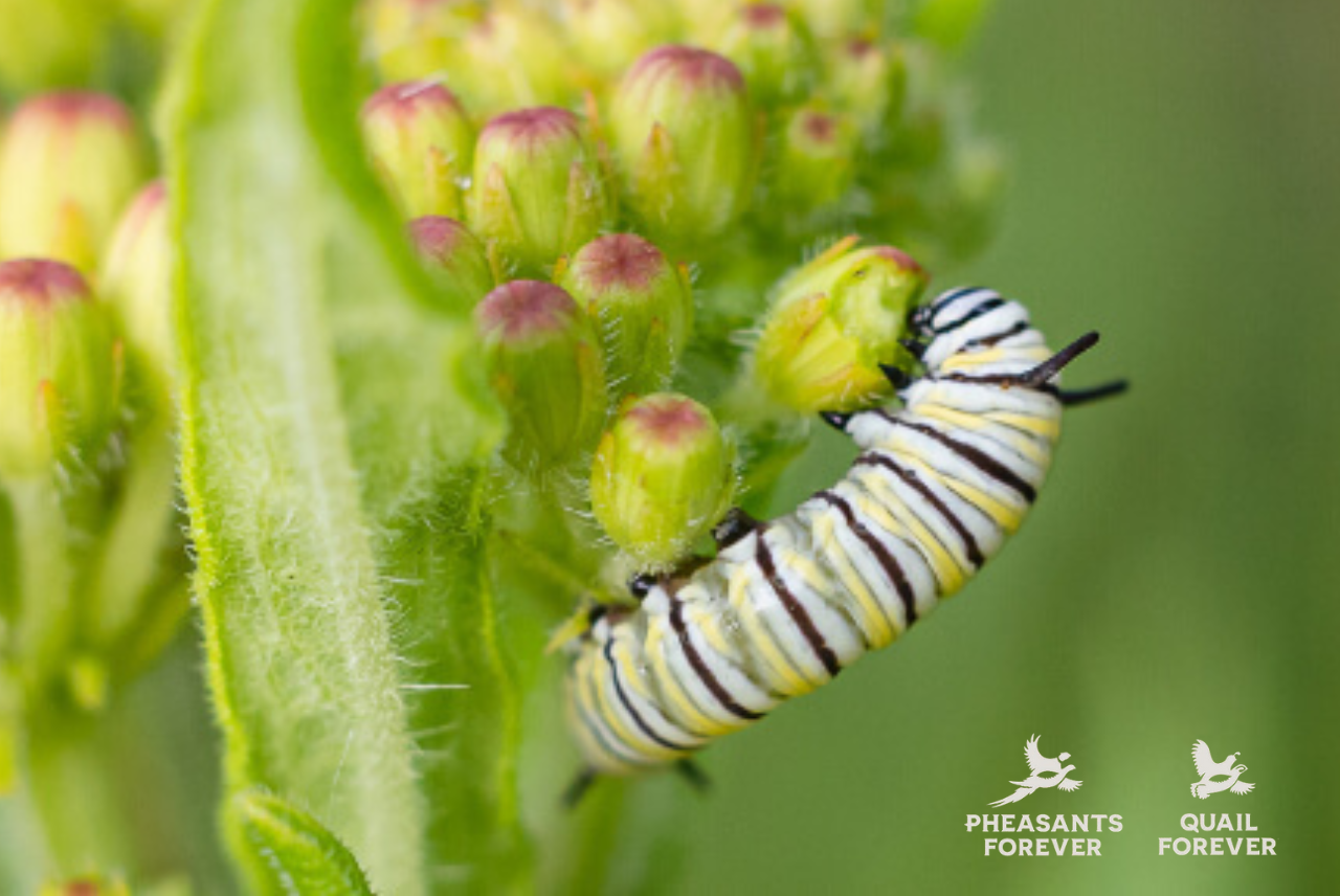 Milkweed in the Classroom