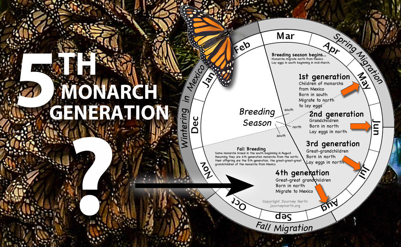 5th Monarch Generation?