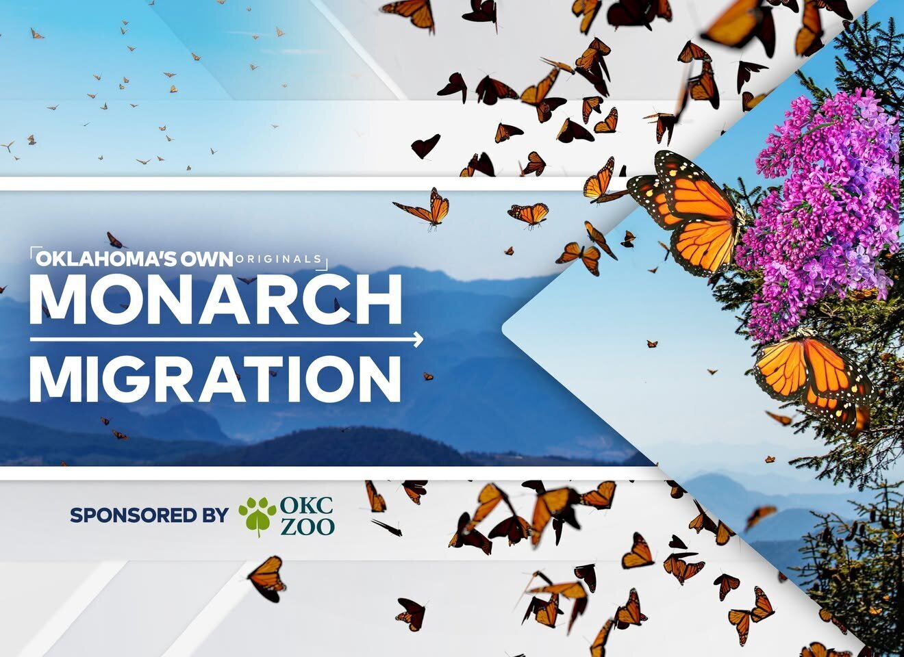 Oklahoma's Own Original: Monarch Migration