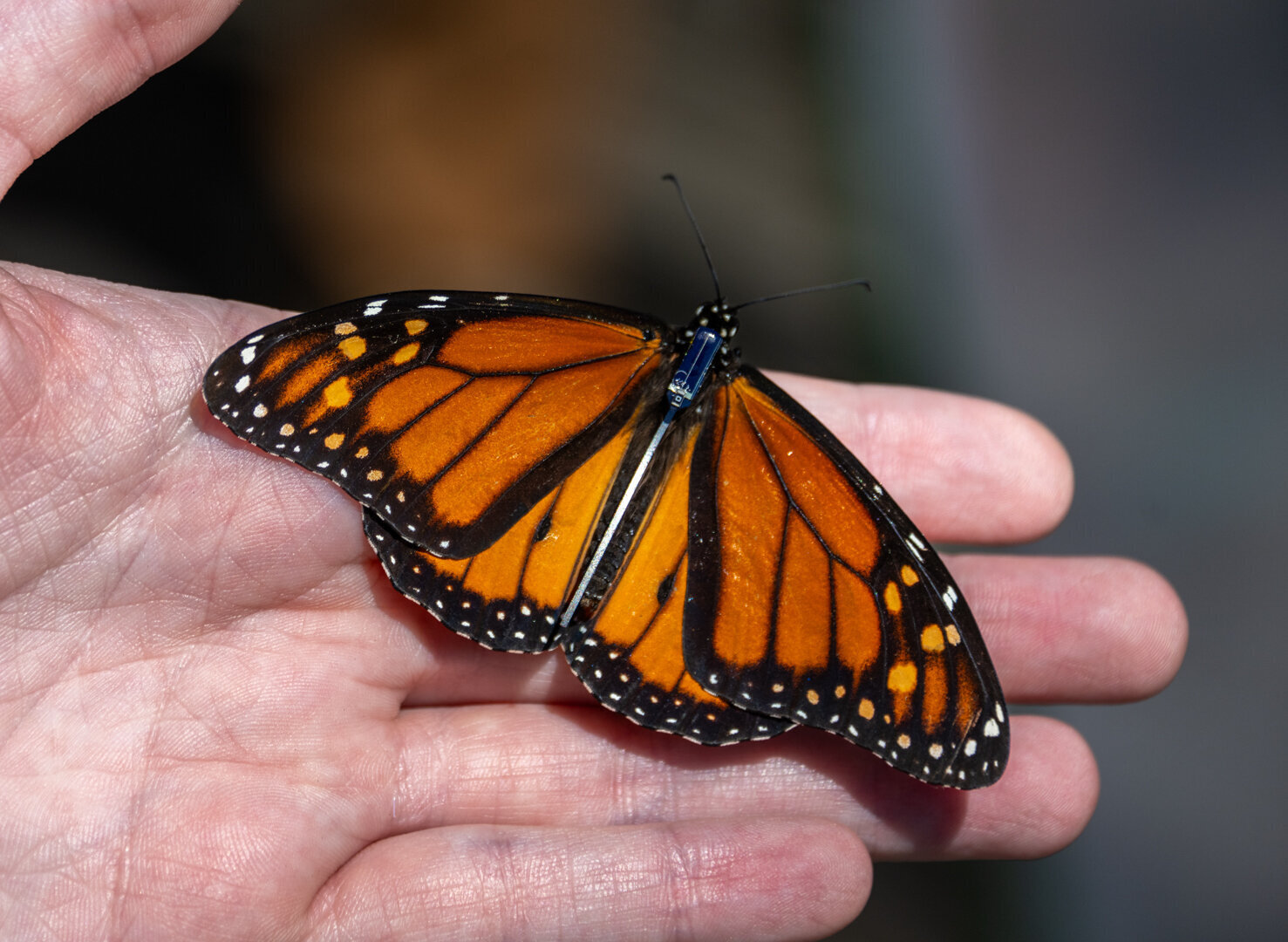 OKC ZOO, THE XERCES SOCIETY USE TECHNOLOGY TO TRACK MONARCHS