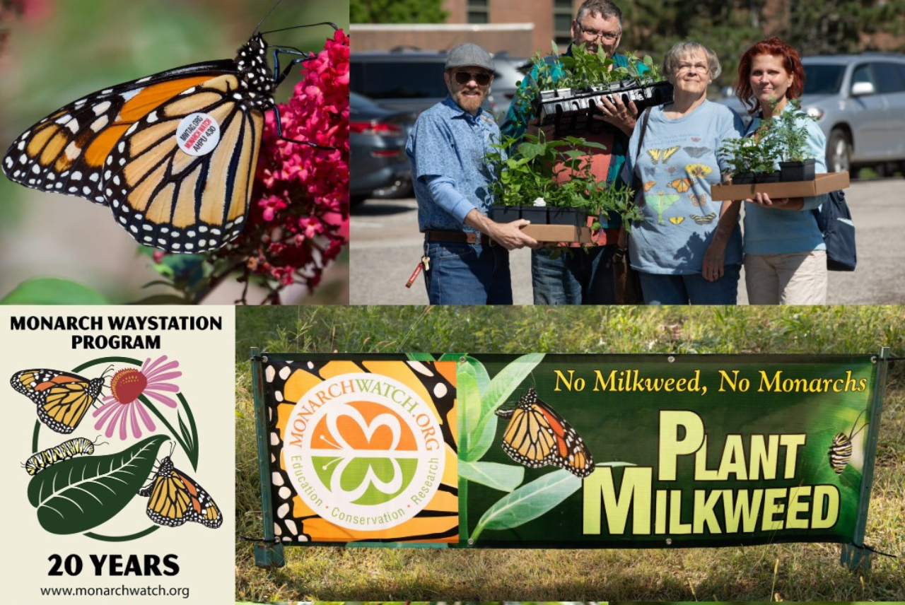 Free Milkweed