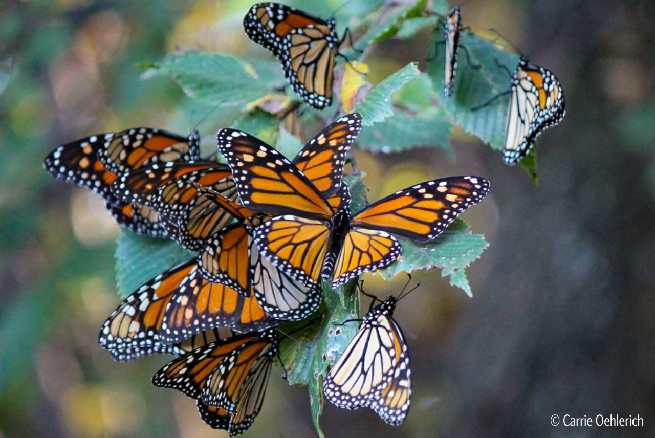 Monarchs Roosting in Oklahoma