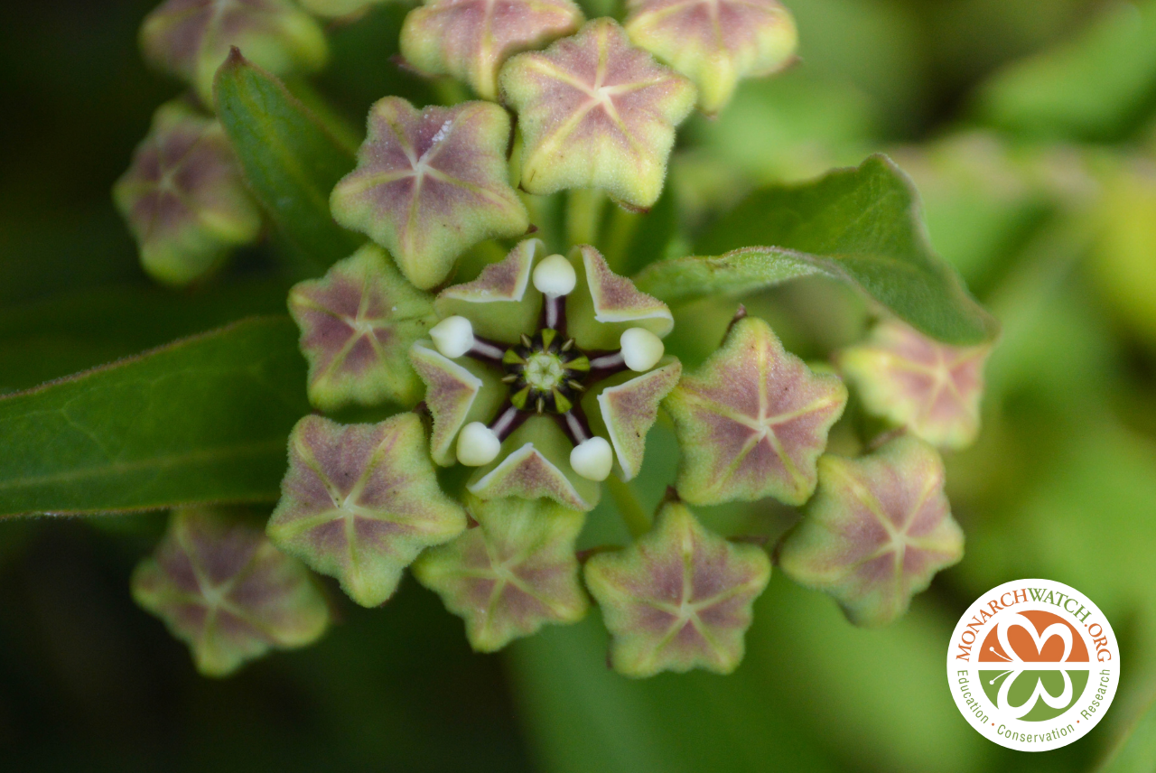 Free Milkweed