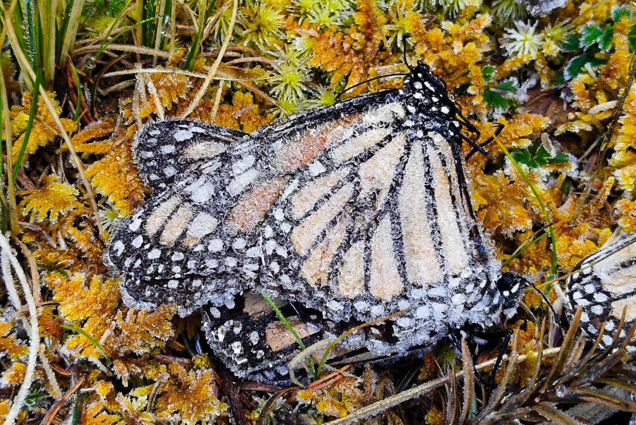 Eastern Monarchs in Their Fragile Mountain Sanctuary