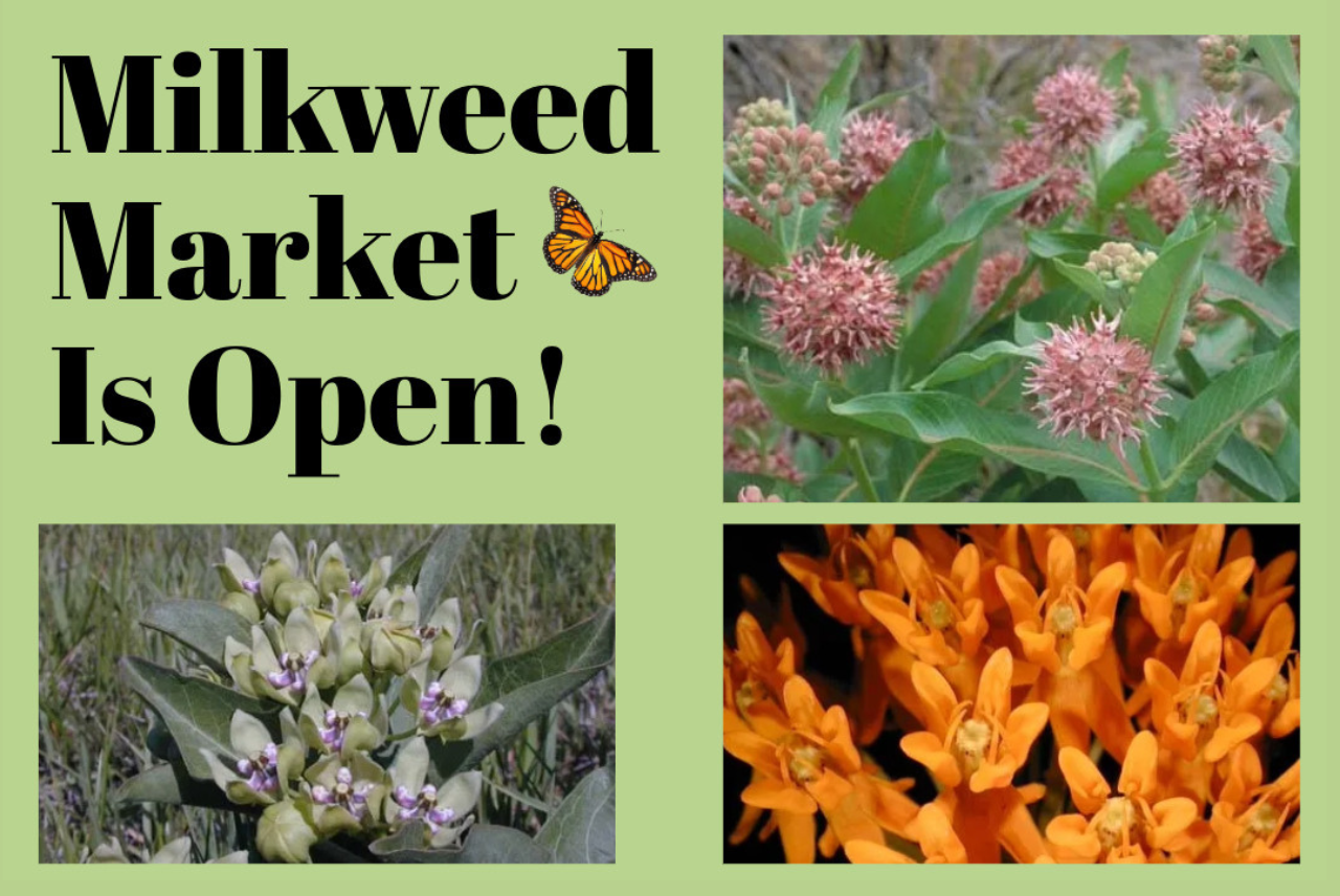 Monarch Watch Milkweed Market