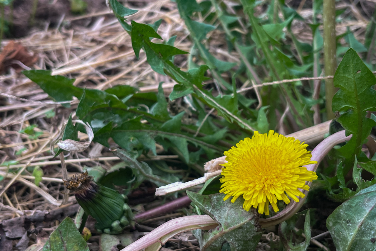 Dandelion