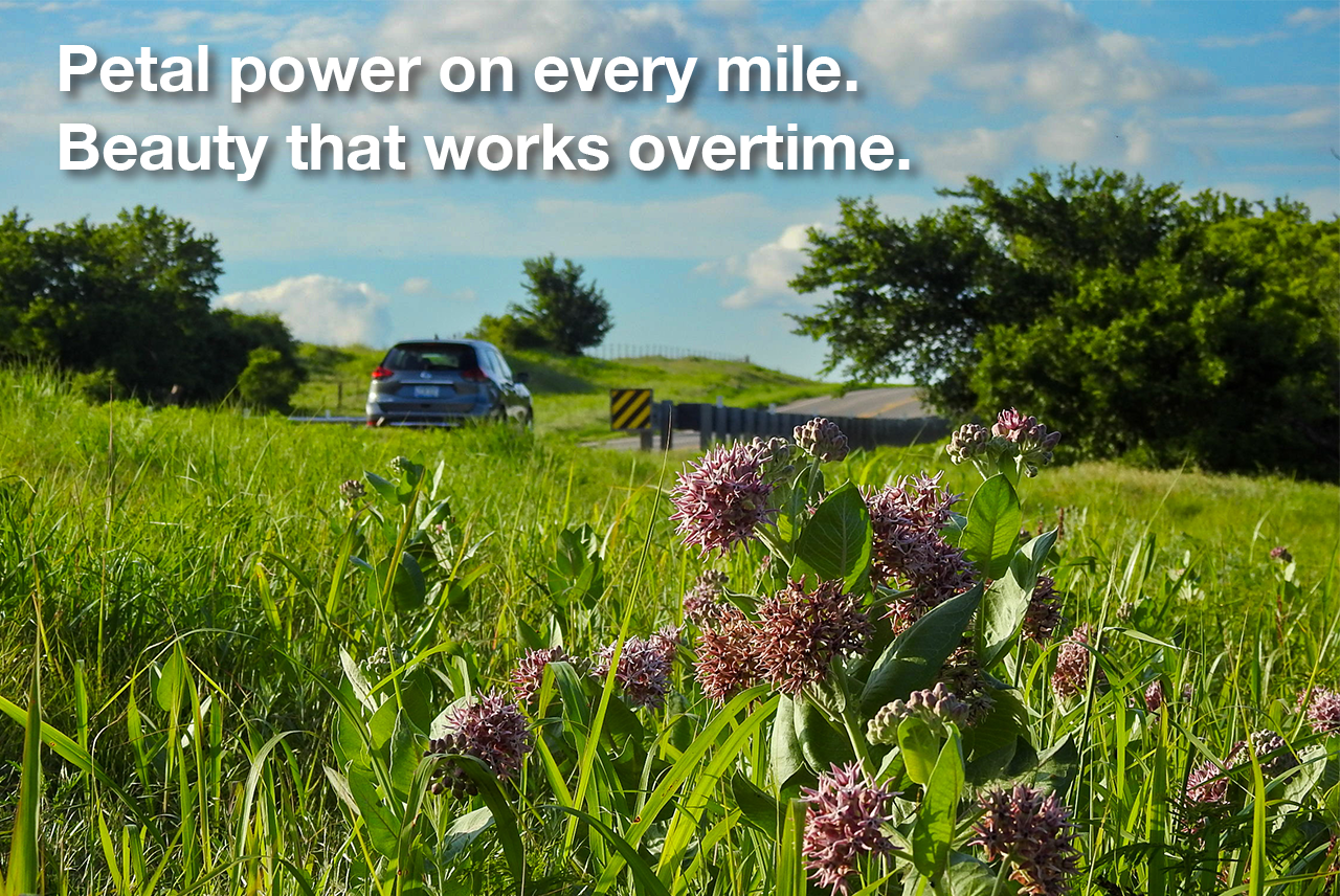 Roadside Wildflower Habitat 