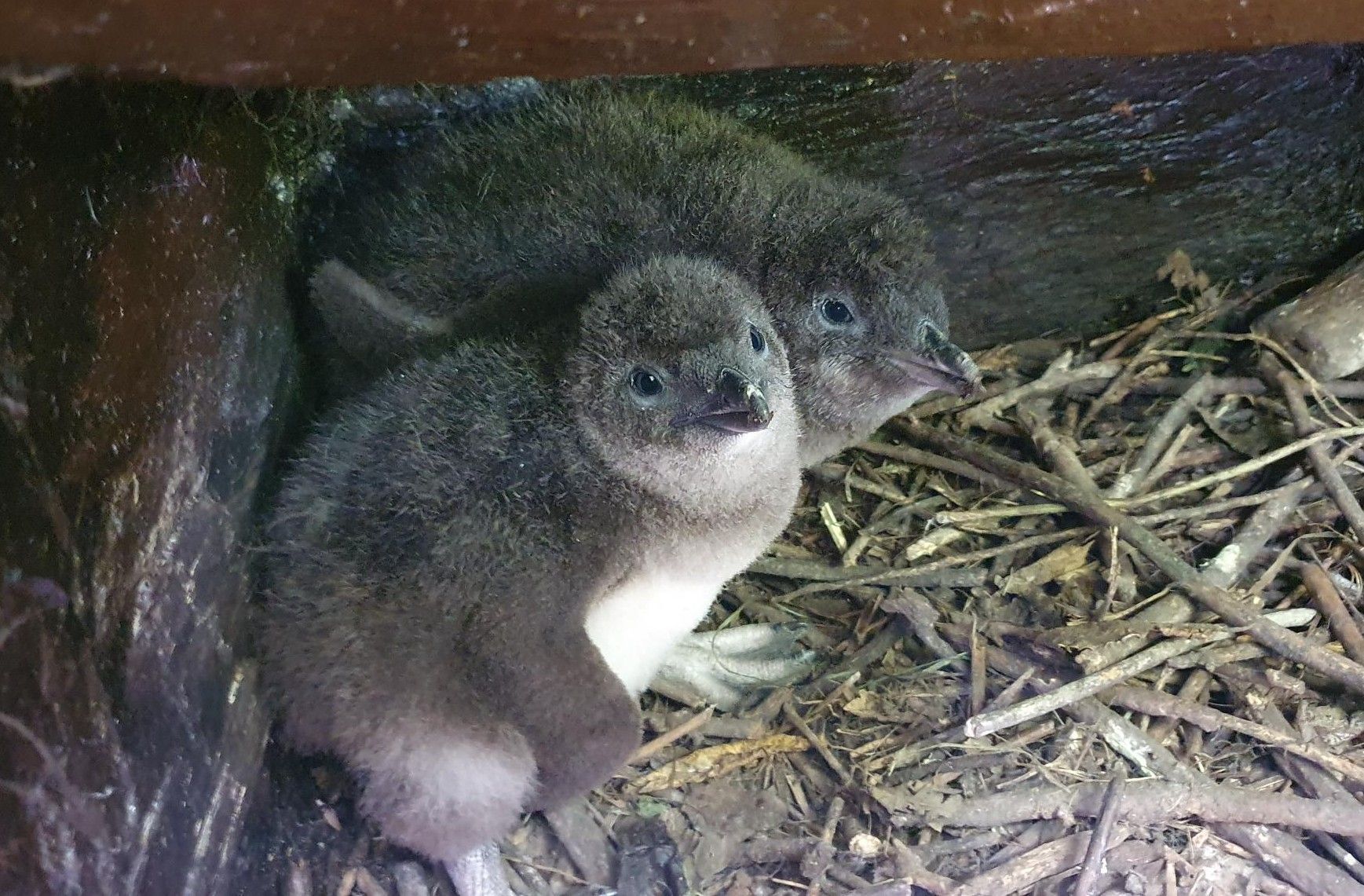 Photo of penguin chicks, WCPT