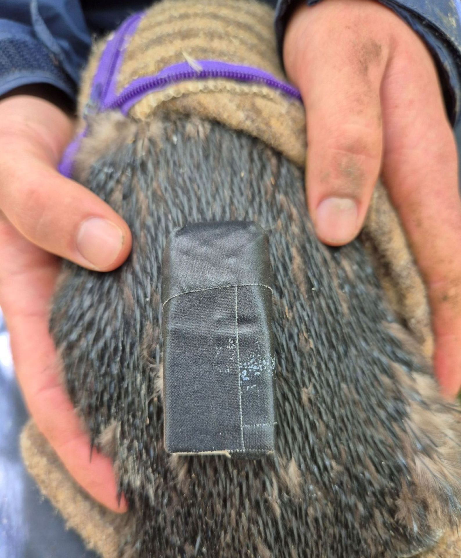 penguin tracking logger, WCPT