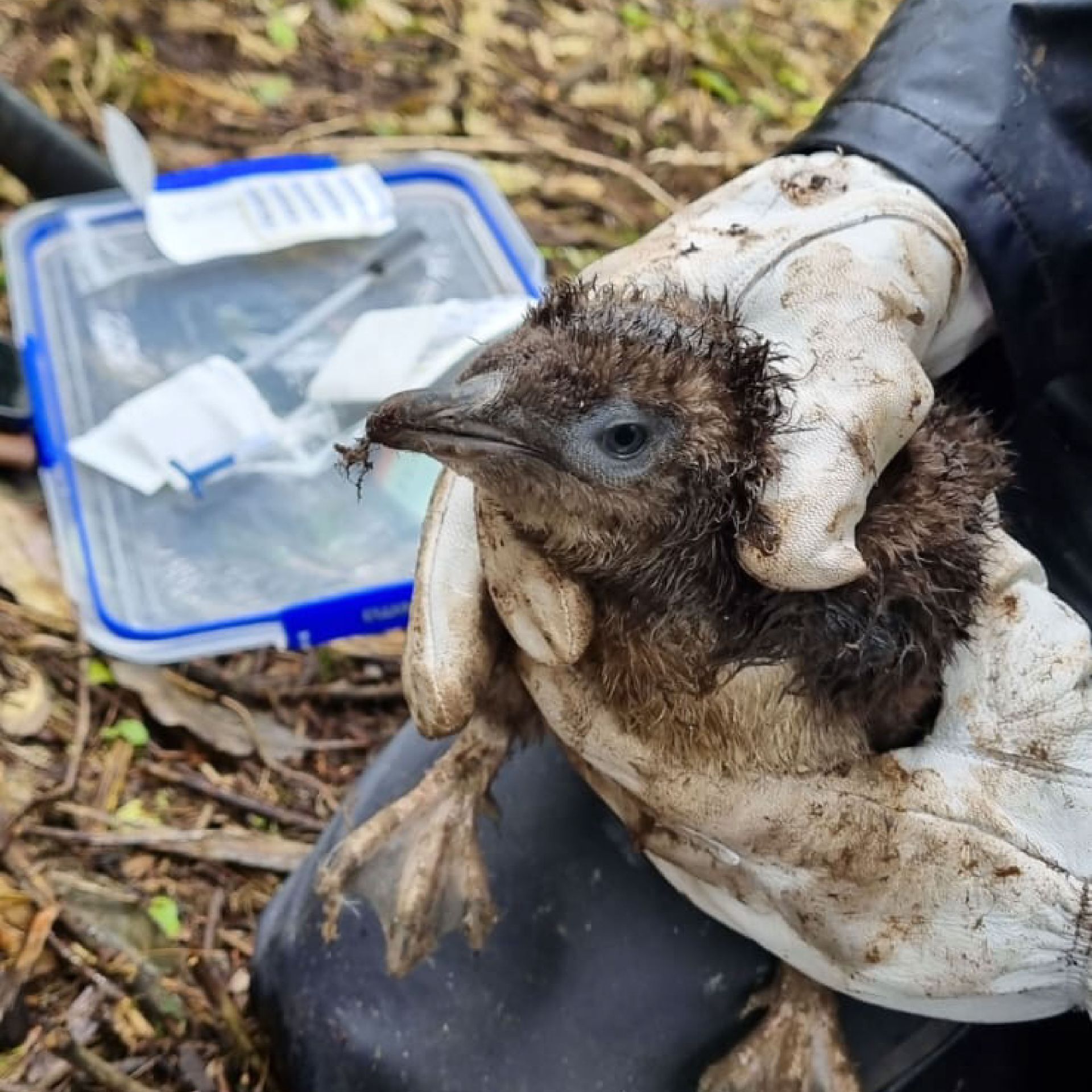 Photograph of a kororā chick being held for microchipping, with kit in the background.